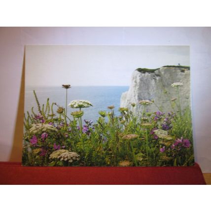 WILD FLOWERS, HANDFAST POINT, STUDLAND, DORSET unused postcard .. =