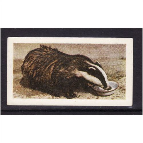 HORNIMANS PETS BADGER CUB No 8 Mint