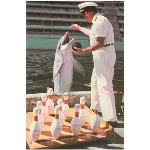 Porpoise Miami Seaquarium Miami Florida United States Postcard (F3900)