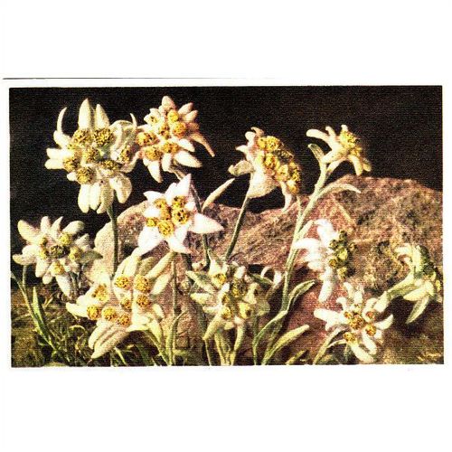 Vintage Colour Postcard - Edelweiss Flowers A 1676