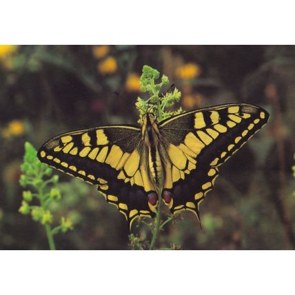 Swallowtail Papillo Fairbourne Welsh Butterfly Zoo Safari Park Postcard