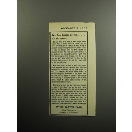 1957 White Flower Farm Advertisement - Yes, real fraises des bois