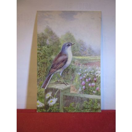 WHITE THROAT by George Rankin unused postcard by J Salmon birds animals =