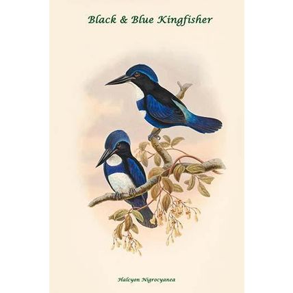 Halcyon Nigrocyanea - Black & Blue Kingfisher 20 x 30 Poster
