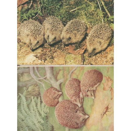 Stag Beetle Insect vs Hedgehogs Painting 2x Postcard s