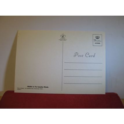 WILDLIFE IN THE CANADIAN WOODS, CANADA unused postcard =