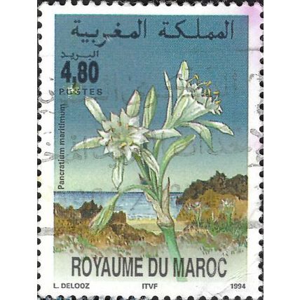 MORROCO NORTHERN ZONE, FLOWER, Pancratium maritimum, blue 1994, 4.80dirham