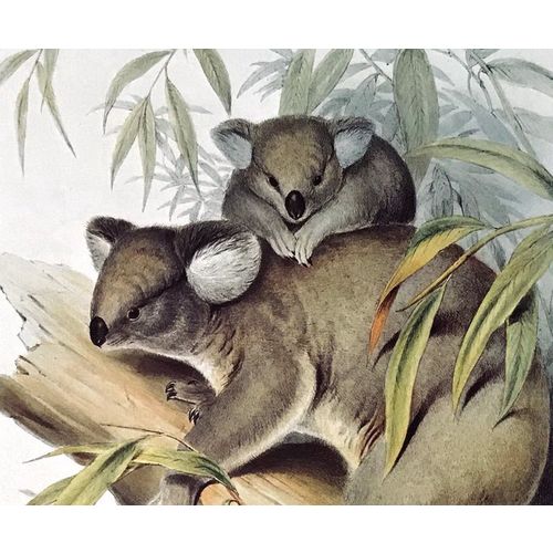 KOALA antique Print Lithograph by J Gould Animal Art Decor Orig to frame gift