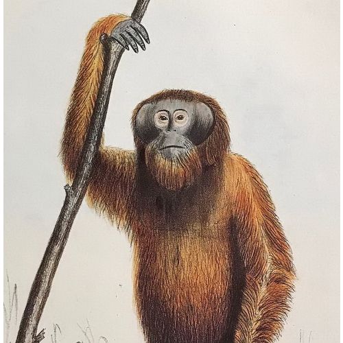 Orangutan Pongo antique J.E Gray Print Lithograph 1848 Animal Art Decor Orig