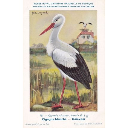 White Stork Ciconia Ciconia WW2 Rare Bird Postcard