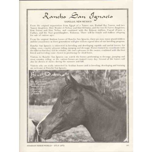 rancho san ignacio 1972 bint dahma el sareel arabian horse vintage ad