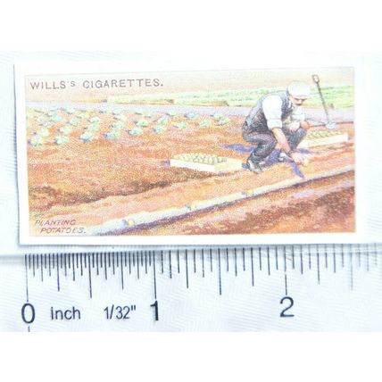1923 Wills Gardening Hints No. 48 planting potatoes