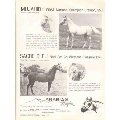 arabian heights 1972 mujahid sureyn sacre bleu equestrian vintage ad