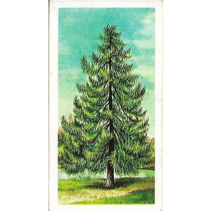 Trees in Britain 1966 Brooke Bond Tea Card 1 - Larch