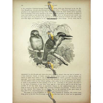 Laughing Jackass, Natural History Book Illustration, 1896