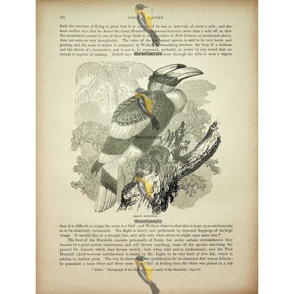 Great Hornbill, Natural History Book Illustration, 1896