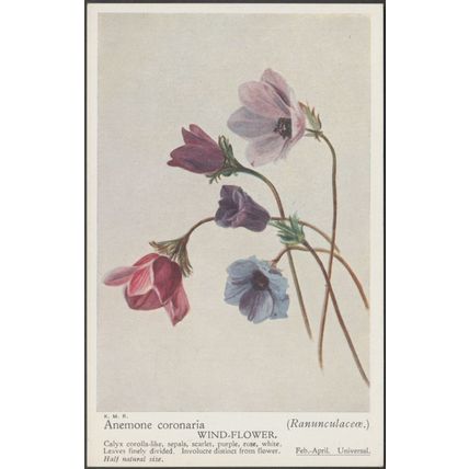 Wind-Flower - Anemone Coronaria - Ranunculaceæ, c.1940s - Postcard