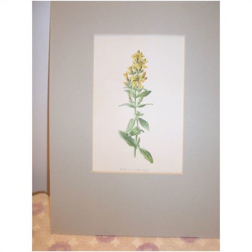 Vintage F. Hulme Familiar Wild Flowers Hairy ST. John's Wort Print