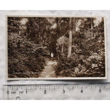vintage postcard Glory Woods, Dorking