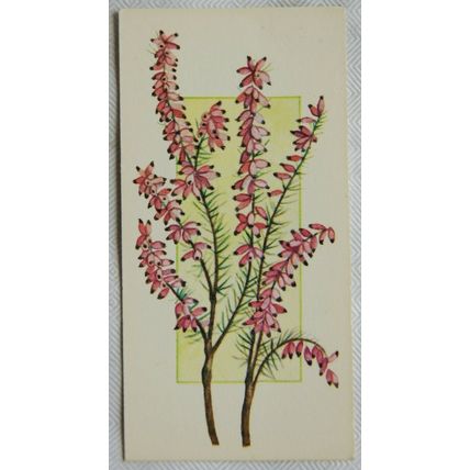 Craven Black Cat Flowers all the Year Round card No. 48 Erica carnea