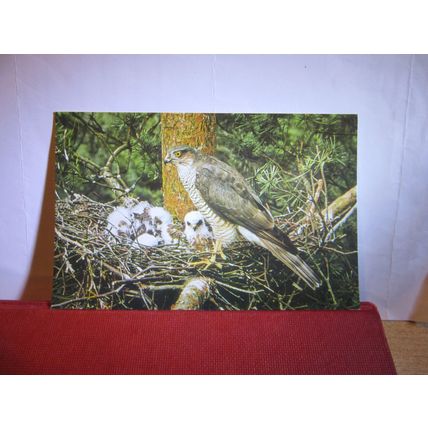 SPARROW-HAWK unused postcard by J Salmon birds animals =