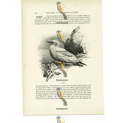 Gannet, Animal Book Illustration (Print), c1916
