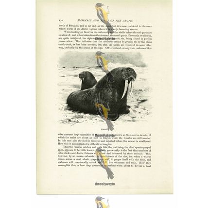 Walrus, Animal Book Illustration (Print), c1916