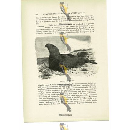 Northern Sea Elephant, Animal Book Illustration (Print), c1916