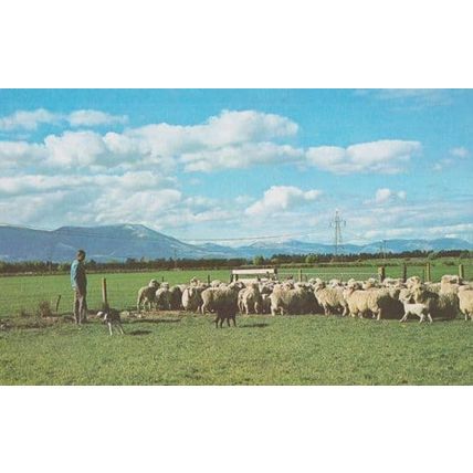 Sheep Farm Oxford Dog Trials Rounding Up Cattle Oxfordshire Farming Postcard