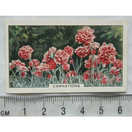 1938 Gallaher's Garden flowers No. 14 Carnations
