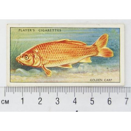 1933 Players Fresh-water Fishes, pink back No. 11 Golden Carp
