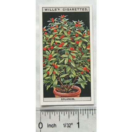 1925 Wills Flower Culture in Pots No. 44 Solanum