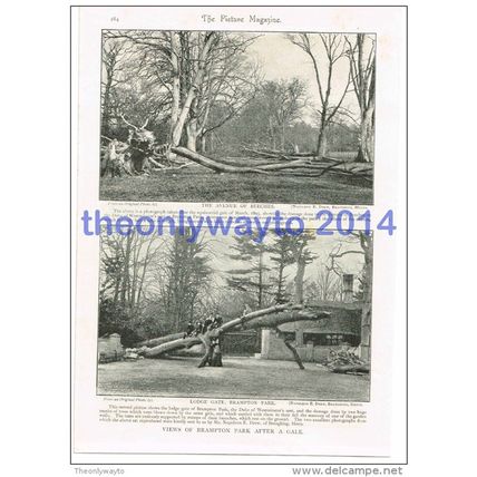 Brampton Park, Staffordshire, England, after Gales of 1895, Book Illustration,