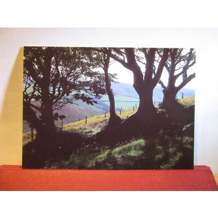 BEECH HEDGE, HIGH MOOR, DEVON unused postcard. Exmoor National Park =