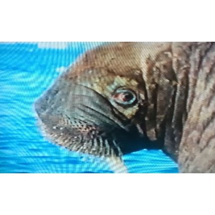THE SMILE OF THE WALRUS THE UNDERSEA WORLD OF JACQUES COUSTEAU VHS VIDEOTAPE