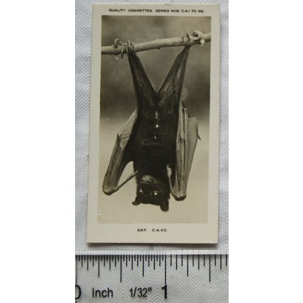 1926 Pattreiouex Real Photos Animals No. CA45 - Bat
