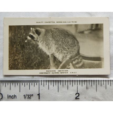 1926 Pattreiouex Real Photos Animals No. CA57 - American Raccoon