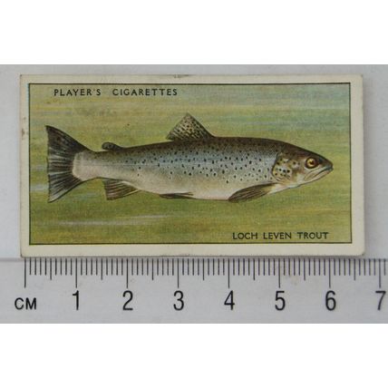 1933 Players Fresh-water Fishes, pink back No. 48 Trout (Loch Leven)