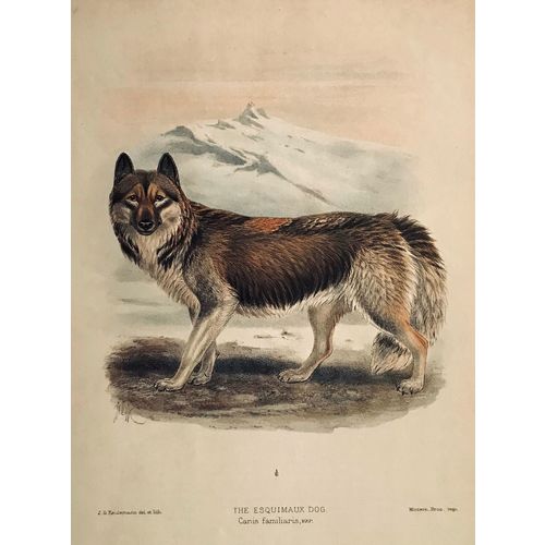 Esquimaux Dog HUSKY 1890 antique Print Lithograph Animal Art Decor Orig to frame