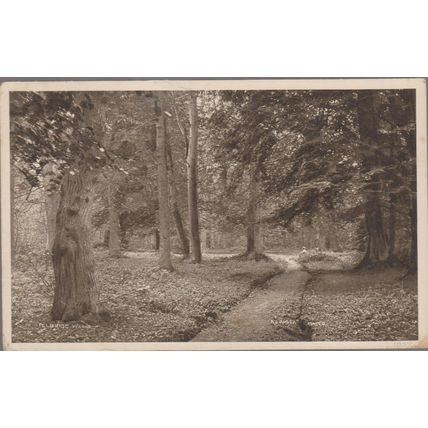 PPC Felbrigg Woods nr Cromer Norfolk 1915 AJ Rogers