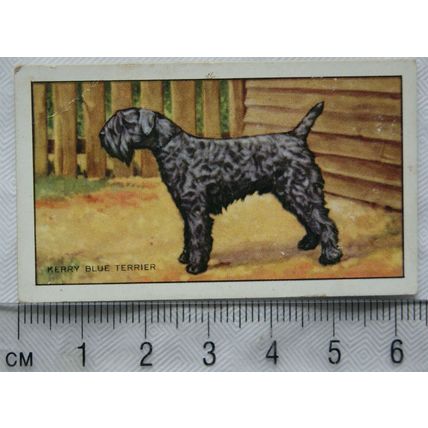 1936 Gallaher Dogs 1st Series No. 48 The Kerry Blue Terroer