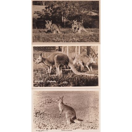 Australian Kangaroo Rose Series 3x Antique Real Photo Postcard s