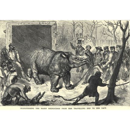 TRANSFERRING THE HAIRY RHINOCEROS 1872 Ernest Griset VICTORIAN ENGRAVINGS