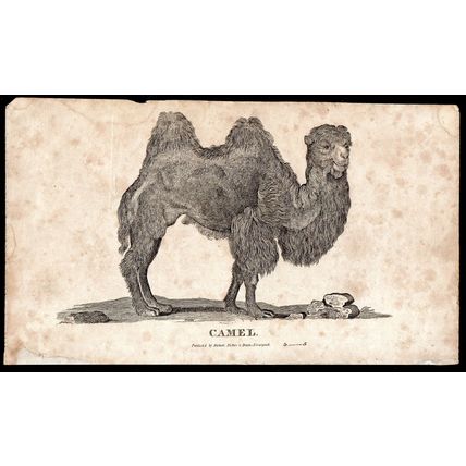 CAMEL 1810 Oliver Goldsmith ANTIQUE ENGRAVING