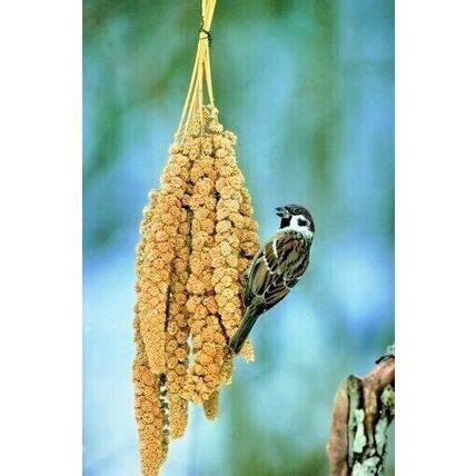 QUALITY BUSHY MILLETS SPRAYS IDEAL FOR CAGE, AVIARY & WILD BIRDS, GERBILS & MICE