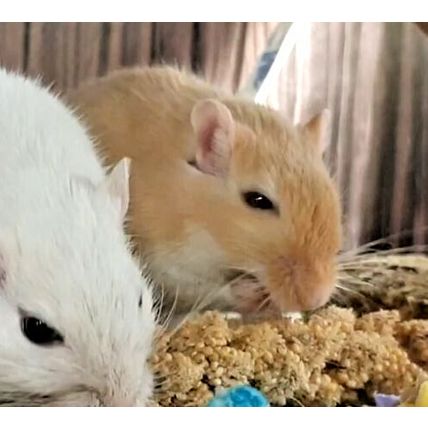 QUALITY BUSHY MILLETS SPRAYS IDEAL FOR CAGE, AVIARY & WILD BIRDS, GERBILS & MICE