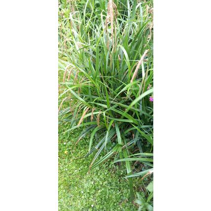 28" Weeping Sedge Carex Pendula Hardy Perennial Garden Plant Margin Pond plant