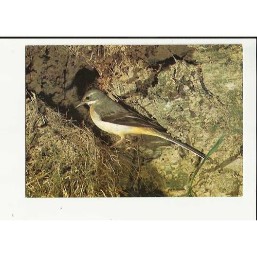Birds GREY WAGTAIL Postcard by Dixon (KFB/23026)