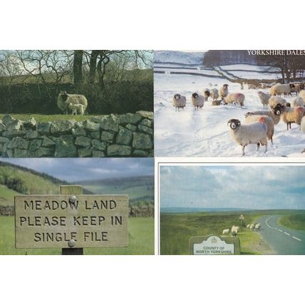 Yorkshire Dales Sheep Signpost Single Line Winter Grazing 4 SUPERB Postcard s