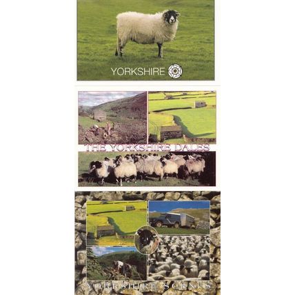 Yorkshire Dales Sheep Farming 3x SUPERB Postcard s
